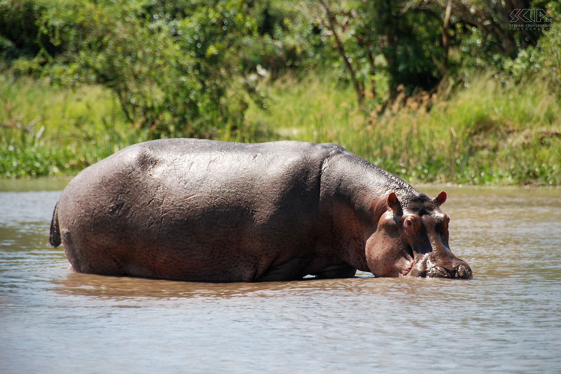 Murchison - Hippo  Stefan Cruysberghs